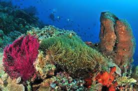 Terumbu Karang Pulau Panaitan