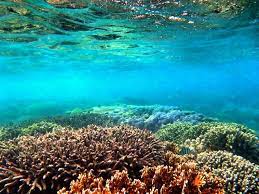 Terumbu Karang Pulau Panaitan