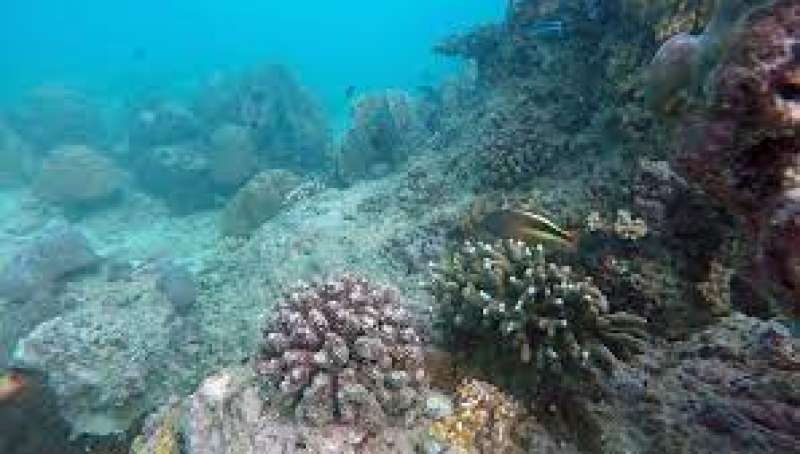 Terumbu Karang Pulau Peucang
